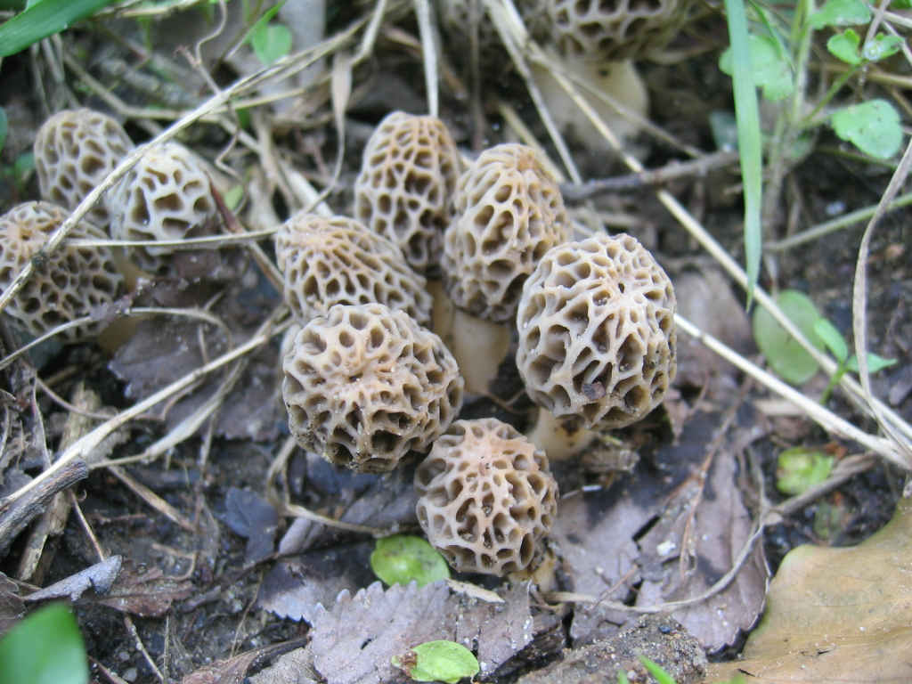 2005 :  Un anno di funghi